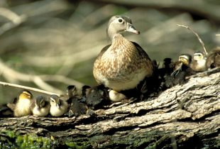 Dry habitat conditions may dampen duck production