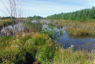 Protecting our home and native wetland