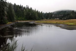 Wetland project will help B.C.’s salmon populations