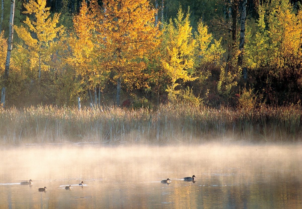 boreal wetland