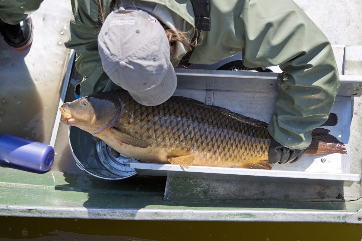 researcher weighs a common carp