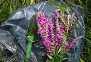 Reclaiming wetlands from purple loosestrife