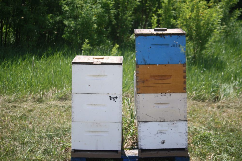 The Gottseligs aim to have 200 hives by 2020.