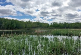 Bill expected to make Manitoba a leader in wetland protection
